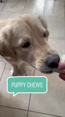 🥬  #goldenretriever #goldenretrieverpuppy #dogasmr #crunchnoises #asmr #lettuce #puppytiktok #goldenretrieverlife 