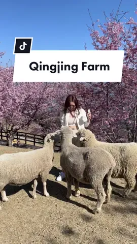 One of our unexpected favourite places in Taiwan is this picturesque sheep farm up in the mountains! #taiwan #taiwantravel #taichung #qingjingfarm #sheep #sheepfarm #taipei #traveltok