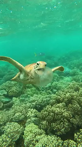 Did you know that sea turtles love to snack on jellyfish?  Because sea turtles are reptiles, their scales protect them from the jellyfish sting. This turtle’s only sensitive spot is its eyes, which it protects by closing its eyelids as it takes a bite!  Since turtles can easily mistake plastic bags and wrappers as delicious jellyfish snacks, it is important we do our part to reduce plastic consumption and make sure we dispose of our rubbish in the right way!  I captured this video at Mackay Reef some time ago, and can’t wait to be out swimming amongst these beautiful prehistoric creatures on the Great Barrier Reef again soon.  #GreenSeaTurtle #ExploreCairnsGBR #Turtle #SeeAustralia #ThisIsQueensland #MermaidCairns #Cairns #GreatBarrierReef #TropicalNorthQueensland #MackayReef #TurtleTripper #OceanSafari #PADImermaid #Mermaid 