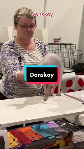 Donskoy aka Don Shynx. #donskoysphynx #donskoy #donsphynxcat #donsphynx #catjudgement #catjudging #catshow#bestinshow@Bengalcats and other catvideos 