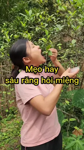 Lá chanh thần dược cho những ai sâu răng, hôi miệng #haumuong #meohay 