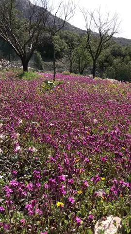 #نقيلك_احلى_زهرة #🌸 #🌸🌸🌸 #الزهور #الربيع #الطبيعة #ما_اجمل_الطبيعة_سبحان_الله #ورود_طبيعيه #قريتي #علمات #جبيل #لبنان #🇱🇧 #راحة_نفسية #💖 