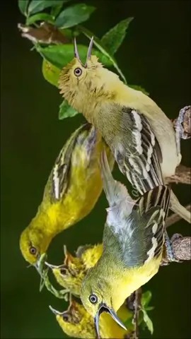 sirtu gacor editan#sirtu #sirtugacor#cipoh #cipohmania #cipowgacor #sirdum #kicaumanianusantara #kicaumaniaindonesia #kicauburung #burung #birdwatching #birds #birdschirping #kicaumania #fyp #fypシ #fypdongggggggg 