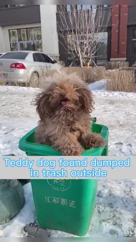 #dog #dogsoftiktok #straydog #rescuedog #doglove #tiktok 