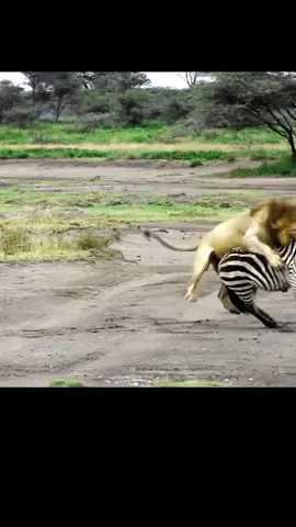 Lion Attack on Zebra #animalPlanet #LionAttackonZebra #Wildlife #fypシ゚viral #fypedit #trending #amazingvideo #fypeveryone #trend #CapCut #wild #animalhunt @💚💓 𝕄𝕆ℍ𝕊𝕀ℕ ℝ𝔸ℤ𝔸 💓💚 @PRINCE IMRAN 