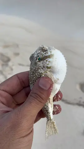 Small #fugu #fish #viral 