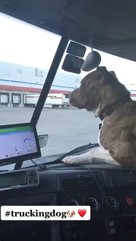 Shoutout to all the trucking pups out there. My lil guard dog, he was just waiting to bark at someone lol. My 4 yrs OTR (9yrs total trucking) he was right by my side since he was born. Love my old boy hes now 8 yrs old. He been 48 states with me.   #otr #trucker #truckerdog #pitbull #pitbullsoftiktok #truckerlife #fyp #foryou #otrtruckdriver🚛 #localtrucker 