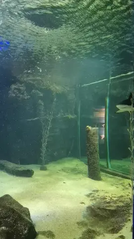 Baby Shark doo-doo doo-doo 🦈 #underwaterworldlangkawi 