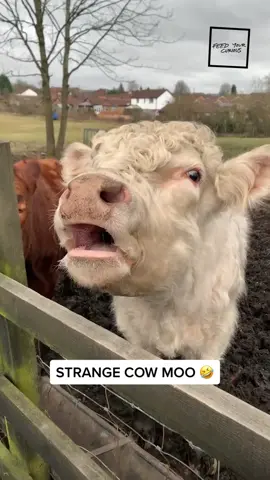 Tell us how you really feel mate 🐄  #Cow #Farm #CowsOfTikTok #Moo #Funny #BritishHumour #UKHumour #BritishMemes #RelatableLaughs #FeedYourCurious