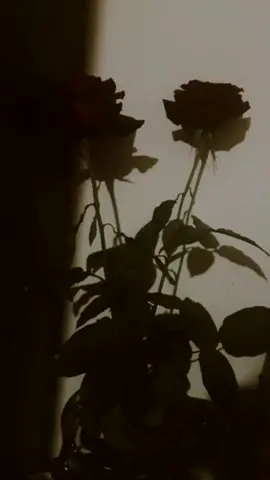 #كارول_سماحة #شكرا  #ورد#اهمالك_ليا_شكراً_قوا_قلبي_المكسور .#سوريا#تركيا#مصر#عراق#لبنان#السعودية#يمن_الاردن