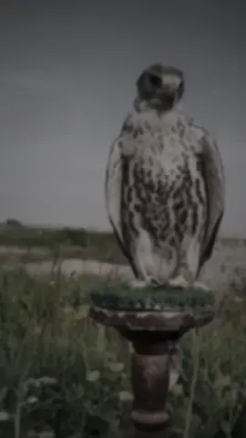 وهروج بعض الاوادم مالها خانه لو يشعل النار