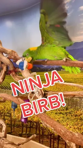 ‼️NINJA ATTACK‼️ I feel sorry for the poor intruder dressed as baby Huey that attempts to break into our house ever! #tequilabird  #parrotsoftiktok #crazybird #parrot #tiktokparrot #cutebird #funnybird #amazonparrots #parrotslover #birdenclosure #talkingparrot #attackbird #amazonparrotsoftiktok #birbsoftiktok #birbs #birb #funnyparrots #yellownapedamazon #happybird