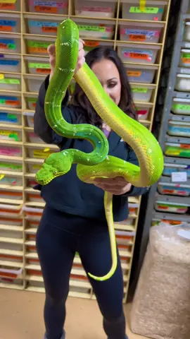 Big beautiful Northern Emerald Tree Boa @newenglandreptile #boa #boasoftiktok #snake #snakes #snakesoftiktok #snakesofig #snakesofinstagram #snakelover #snakelovers #emeraldtreeboa #treeboa #northernemeraldtreeboa #coralluscaninus #corallus #reptile #reptiles #reptilesoftiktok #reptilesofinstagram #reptilelove #reptilelover #reptilekeeper #exoticpet #exoticpets #exoticpetsoftiktok #newenglandreptile #newenglandreptiledistributors 