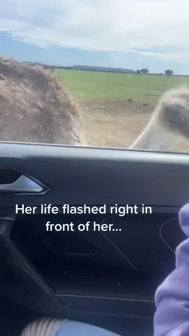 #animals #safari #tiktok #fyp #fypシ゚viral #fypage #funny #scaredycat #kids #kidsoftiktok #ostrich #xybca #viral 