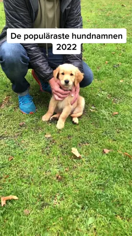Här kommer en sammanställning på de populäraste hundnamnen hos våra kunder under 2022. Vad heter din hund? 🐕 #fyp #dogsoftiktok #dogtok #goldenretriever #dognames #hund #hundarpåtiktok #hundtok #valp #puppy #names #namesuggestions #firstvet #veterinär 