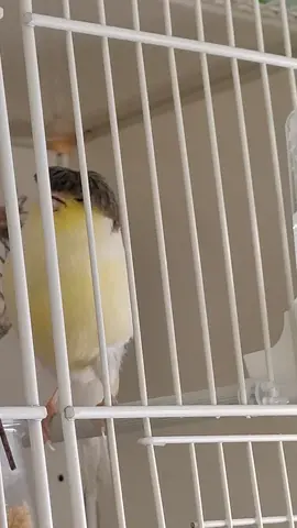 #canto #canarino #gloster 