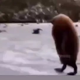 #пингвин #заебалсяидти #мемы #мем #юмор #хочуврекоменадции #золото 