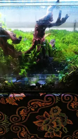 #GenshinImpact32 #fyp #foryou #foryoupage #Landscape in a fish tank#Landscape art#handmade 