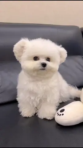 Puppy Training Basics Book,check out my bio.#cutedog #foryou #fyp #puppydog #dog #bichion #bichionfrise 