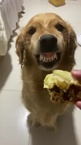 Happy golden dog tastes good#dog #happy 
