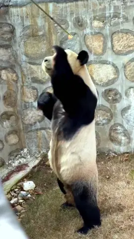 In order to eat your piece of fruit, tired of the baby#panda #fyp #foryou #fypシ #tiktok #animals 