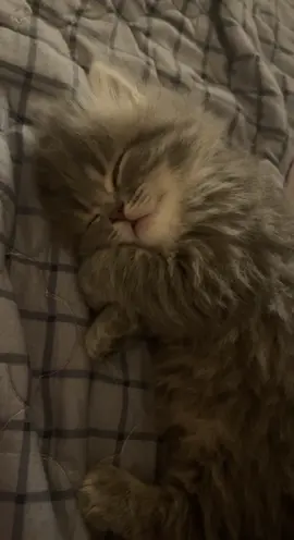 🥹🤏🏻 #fypシ #explore #foryou #cats #xyzbca #baby #viral #mycat #foryoupage #cute #kitten #Love 