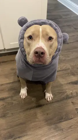 The adventures of Smucky. #dogs #dogsoftiktok 