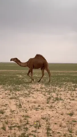 #عيالة 