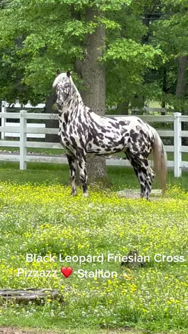 #yoursopretty #dreamhorse #fromgod #godsgift #animalslover 