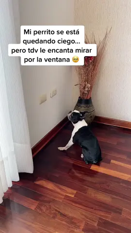 JAJAJA perdón Napito te amamos 🥹🫶🏼🤩 #dogsoftiktok #humor #bostonterrier #dog #cute #lol #fy #fyp #fypage #parati #viral #trend #funny #lol 