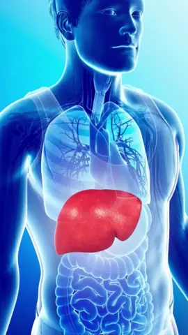 #hepatitegordurosa #figadogordo #gorduranofigado #barrigainchada #cirrose #esteatosehepatica #gorduraabdominal #cirrosehepatica #inchacoabdominal