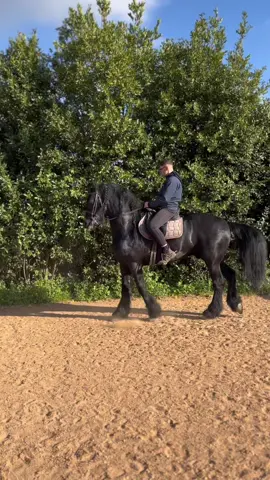 RE NERO 🖤 #cavallo #piaffe #passage #Love #cavallo #perte #CapCut #horse #❤️‍ 🖤