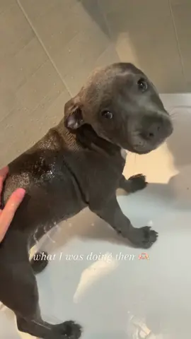 Definitely more confident in the shower now🥹 #staffy #mylathebluestaffy #staffylove #bluestaffy #staffypuppy #staffylovers #staffysmile #staffymoments #staffylife #dogtrend #viraldog #beautifulbully #staffysoftiktok #doglovers #dogsoftiktok #bluestaffypuppy #showertimewithmyla #wetdog #dogshower #growingpup 