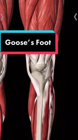 The goose’s foot is often mistaken as pain in the knee joint itself, when in reality, the issue is much further up the chain #physicaltherapy #strengthtraining #kneepain 