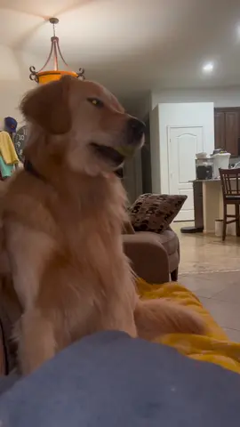 Tub sounds like he is snoring 😂😴 #goldenretriever #goldenbros #tub #blue 