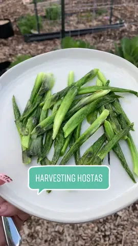 Harvesting, cooking, and eating hosta shoots! Alot of people dont know that hostas are edible, and so delicious! Before harvesting, make sure they have not been sprayed with pesticides, etc. I have a HUGE hosta in my garden and its been keeping my belly full lately. Truffle olive oil and sea salt is my favorite way to have them. Whats yours? #gardenharvest #LearnOnTikTok #fypgarden #fyp #gardenwithme #gardentips #growfood #gardeningtiktok 