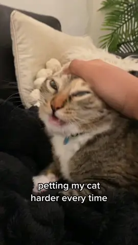 gah damn ☠️ #cats #petting #fyp