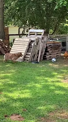 the chicken jumps in the air as the dog creeps up on her!🤣🤣🥰