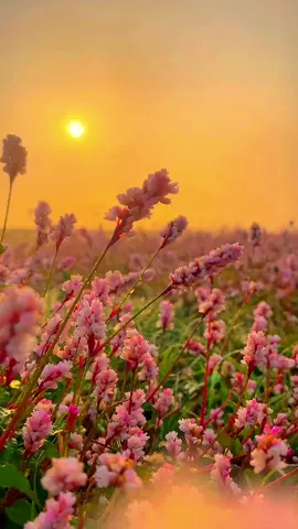The wild flowers in the sunset are too beautiful!💐💐💐#GCashStories #tiktok #foryou #flowers #sunset 