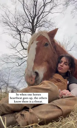 Working with large animals, in particular draft horses who have suffered emotional and physical abuse, I get asked quite frequently “aren’t you afraid”. No. In fact the only time I am 100% at peace is when I am working around our horses and other residents. But I understand and respect them as equals. I understand that if I’m having a bad day I can not bring that energy with me into the barn or into the pasture. Often times you see me sitting or kneeling with the horses. This is how I ground myself. My energy is always chaotic, even when I’m sleeping, so I calm myself by sitting on the ground, in the dirt. Where I can center myself and then be the most present and welcoming to our residents. Sometimes there are stressful situations, like you saw the other day where Duke needed assistance getting up. Staying calm is the key. If I was to get hyper and excited.. then Duke would of gotten stressed and panicked. These are little things that have taken me years to fully understand, and everyday I must practice them. We are all just souls, exchanging energy. What we give, is what we get.  .. . Here is Callen. Who will be turning 3 this spring. He’s one of our youngest and still has baby energy. Most of our equines come to us in their elder years, but I’ve had Callen since he was 6 months old when we rescued him. It’s special to get to form that bond at such a young age.. when there aren’t TOO many bad memories prior to the good ones. . . It’s been a very long day and I am sitting in a gas station parking lot eating a pretzel for dinner, after finishing feed the crews. Grateful for the life, every single day. Love you all! . . #horses #horsesaremylife #horsesanctuary #farmlife #cowgirl #horserescue #drafthorseteam 