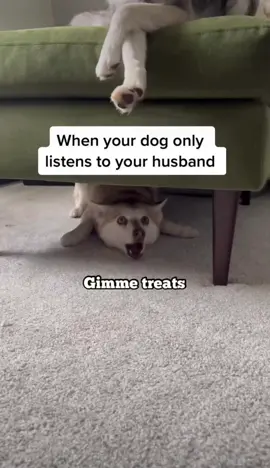 Anyone else gotta dog who will only listen to one person? 🥴