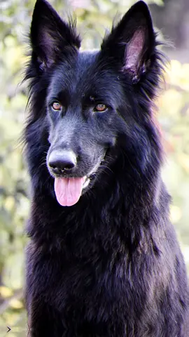 สาวสวยไอริส🖤🐕 #ทาสหมา #เยอรมันเขพเพิร์ด #รวมคลิปสุนัขน่ารัก #สาวไอริส #gremanshepherd #CapCut 