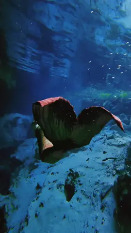 What are you running from? . . . #siren #mermaid #mermaidtail #mermaidswimming #mermaidhair #sirena #mertok #mermaidtiktok #mermaidvideos #underwatermermaid #mermaidsoftiktok #h2o #h2ojustaddwater #emmacleorikki #h2osirenasdelmar #mexico #finfolk #finfolkproductions #kariel 