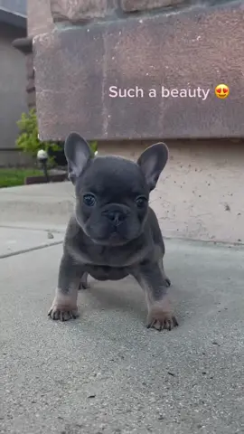 #CapCutVelocity #fyp #foryou #trending #roadto10k #frenchbulldog #frenchie #frenchiesoftiktok #puppy #puppylove #puppytiktok #tiktok #girls #girlpower #PetsOfTikTok #pets #cutie #dog #dogsoftiktok #animals #viral #viralvideo #viraltiktok #virall #animallover #Love #reels #dogmom #maestephens  @maestephens_ 