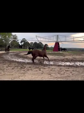Rancho la parota 