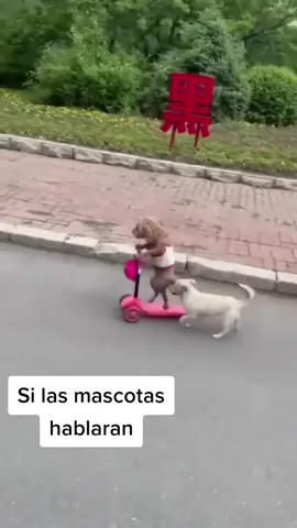 Videos graciosos de mascotas. #perritostiktokers #gatitos #mascotas #diversion 