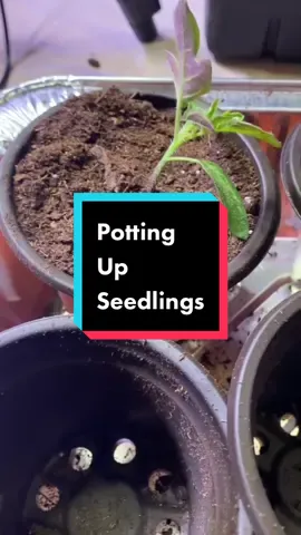 Potting up my seedlings because some of my tomatoes are really leggy. This way they’ll have room to grow and the tiny hairs on the stems can stabilize the plant by growing into extra roots. #seedlings #leggyseedling #pottingupplants #growfood  @verygoodgardening 