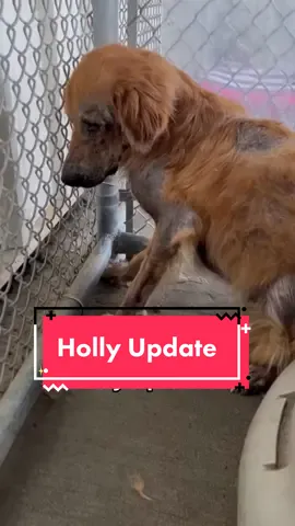 We are so proud of you Holly💛 #dogrescue #beforeandafter #journey #transformation #feraldog #rescue #rescuedog #goldenretriever #texas #tatteredpawsandgoldenheartsrescue 