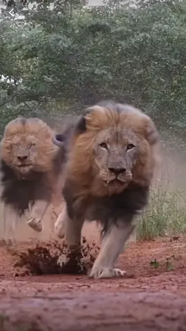 The Kings #lion #king #lions #run #Running #Siblings  #parati #paratii #fy #fypシ #fyp #fypage #fypシ゚viral #foryou #foryoupage #foryourpage #foryoupageofficiall #viral #viralvideo #viraltiktok #tiktokindia #tiktok_india #tiktokindia_ #tiktokuni #tiktoknepal #tiktokpakistan #tiktokbrasil  #tiktoknews #video #tiktokviral #funny #funnyvideos #videoviral #videostar #views #trending #trendingtiktok #trendingvideo #animal #animals #animalsoftiktok  #tiktokmexico #tiktokusa #tiktokanimals #paravoce  #lion #lions #lionking #king #theking #lioness #tiger #tigers #wild #wildlife #wildanimals