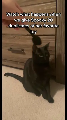 The hiss😂😂 #catsoftiktok #cattok #cattoys 